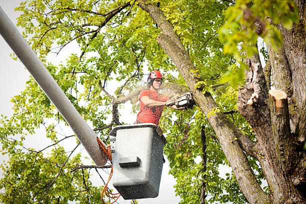 How Our Tree Care Process Works  in  Pascoag, RI